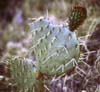 Thorny