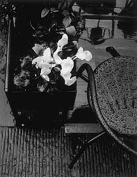 Rainflowers