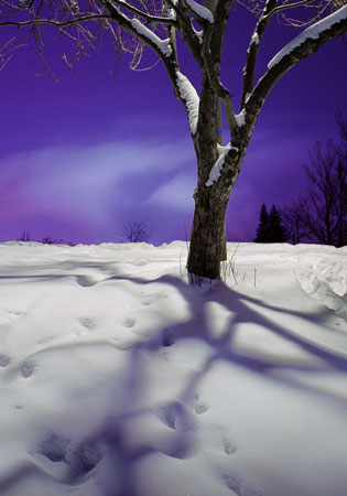purple.tree